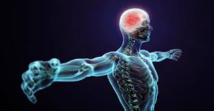 a picture of an outlined human body in blue, with the brain in red